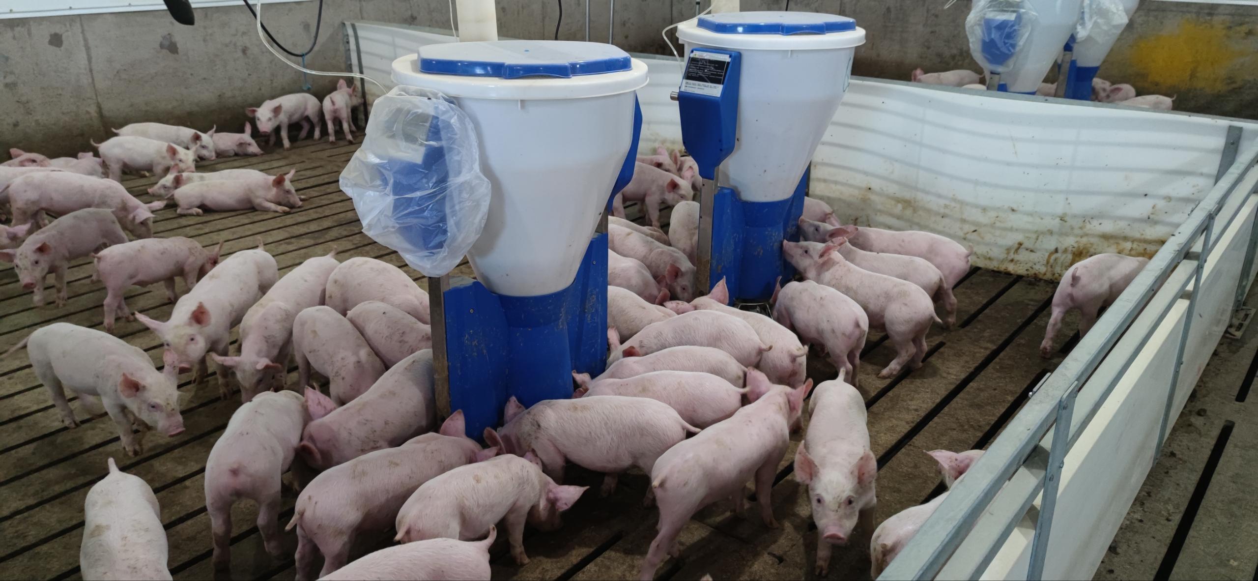 精確配料技術：智能粥料器在現代化養豬場中的創新應用